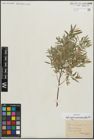 Foto von Salix repens subsp. rosmarinifolia (L.) Andersson